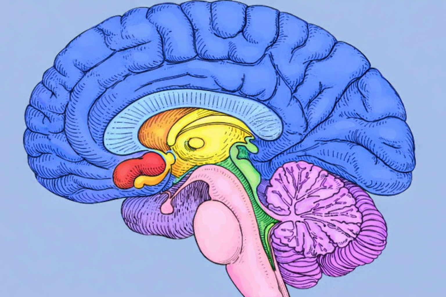 Illustration of a brain in sagittal view